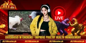 Coccidiosis In Chickens – Improve Poultry Health Management